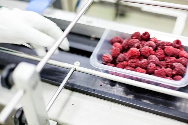 Frozen raspberry processing business — Stock Photo, Image