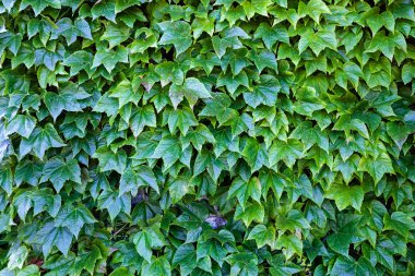 bir duvarda yeşil yaprakları