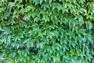 bir duvarda yeşil yaprakları