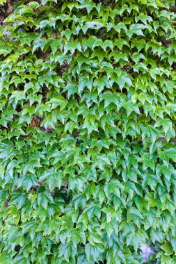 bir duvarda yeşil yaprakları