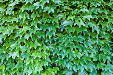 bir duvarda yeşil yaprakları