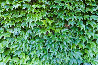 bir duvarda yeşil yaprakları