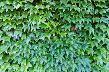 bir duvarda yeşil yaprakları