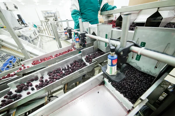 Frozen raspberry processing business — Stock Photo, Image