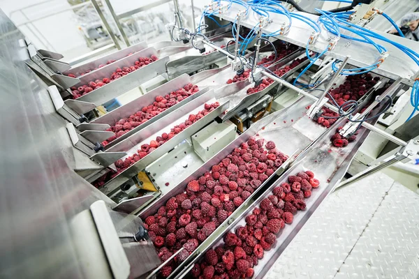 Frozen raspberry processing business — Stock Photo, Image