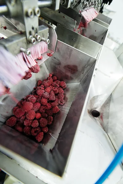 Frozen raspberry processing business — Stock Photo, Image