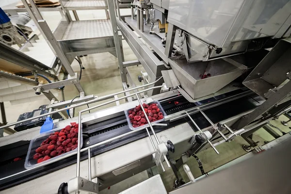 Frozen raspberry processing business — Stock Photo, Image