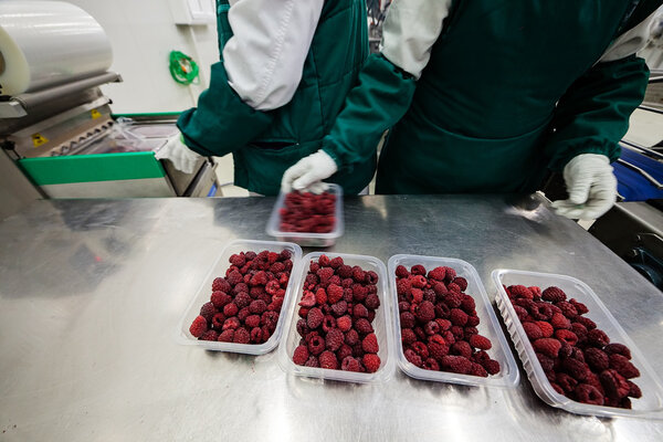 frozen raspberry processing business