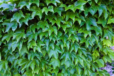 bir duvarda yeşil yaprakları