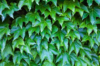 bir duvarda yeşil yaprakları