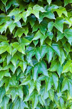 bir duvarda yeşil yaprakları