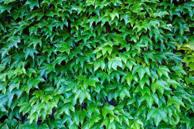 bir duvarda yeşil yaprakları