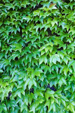 bir duvarda yeşil yaprakları