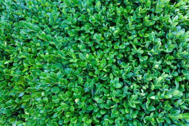 bir duvarda yeşil yaprakları