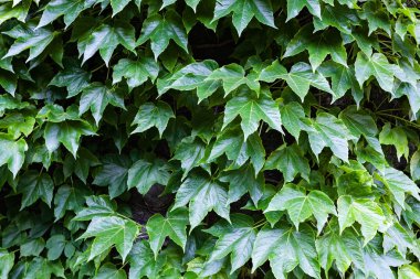 bir duvarda yeşil yaprakları