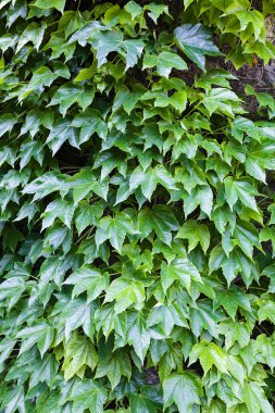 bir duvarda yeşil yaprakları
