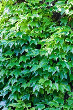 bir duvarda yeşil yaprakları