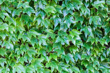 bir duvarda yeşil yaprakları