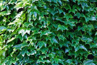 bir duvarda yeşil yaprakları