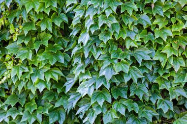 bir duvarda yeşil yaprakları