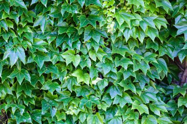 bir duvarda yeşil yaprakları