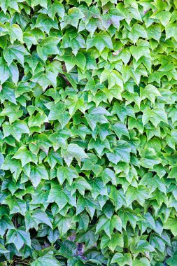 bir duvarda yeşil yaprakları