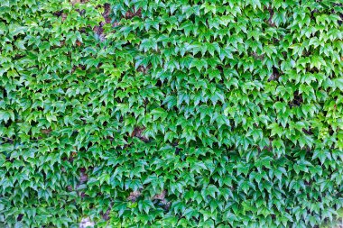 bir duvarda yeşil yaprakları