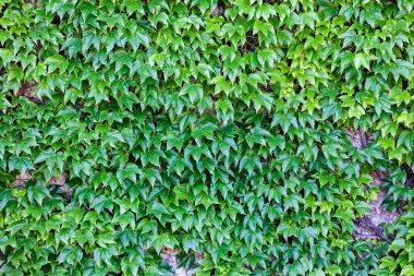 bir duvarda yeşil yaprakları