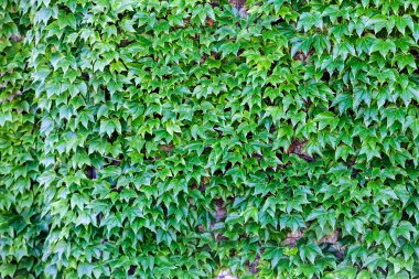 yeşil yaprakları detay