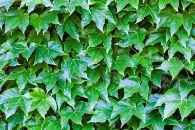 bir duvarda yeşil yaprakları