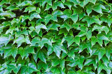 bir duvarda yeşil yaprakları