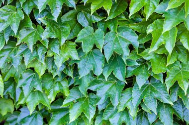 bir duvarda yeşil yaprakları