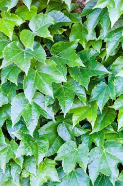 bir duvarda yeşil yaprakları