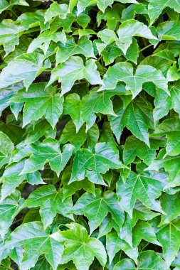 bir duvarda yeşil yaprakları