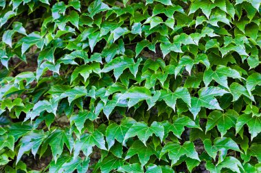 bir duvarda yeşil yaprakları