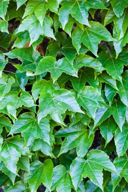 bir duvarda yeşil yaprakları