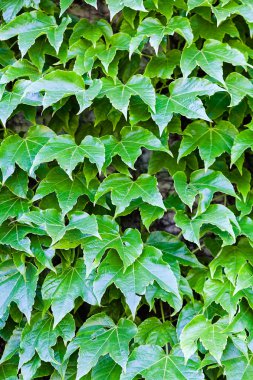 bir duvarda yeşil yaprakları