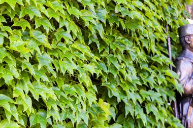 bir duvarda yeşil yaprakları