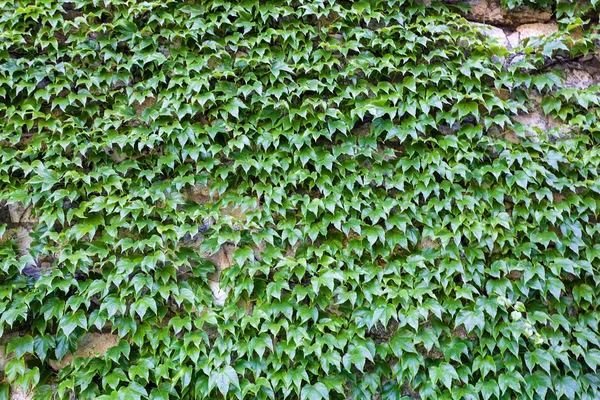 壁の上の緑の葉 — ストック写真