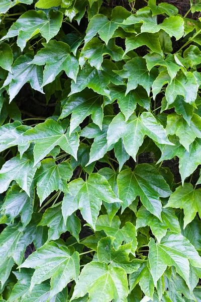 Зелене листя на стіні — стокове фото