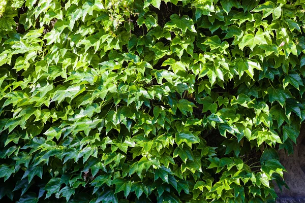 Hojas verdes en una pared —  Fotos de Stock