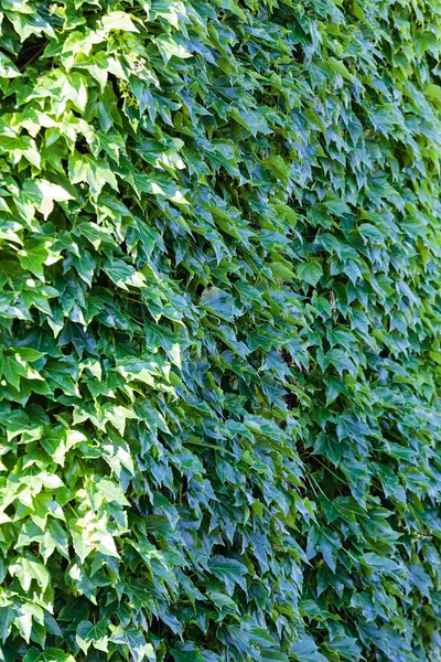 Foglie verdi su una parete — Foto Stock