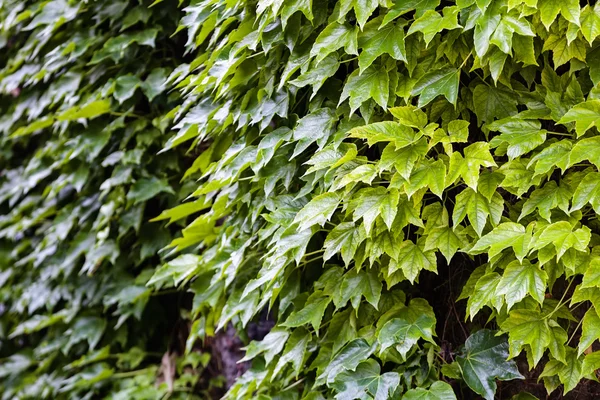 Detalle hojas verdes —  Fotos de Stock