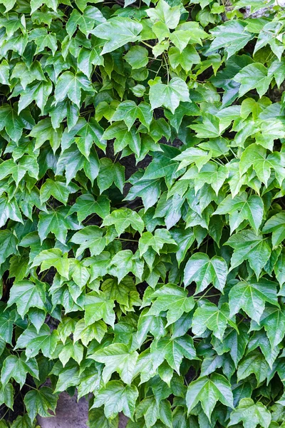 Detalle hojas verdes — Foto de Stock