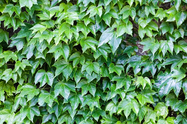 Folhas verdes em uma parede — Fotografia de Stock