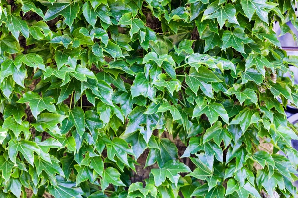 Grüne Blätter an einer Wand — Stockfoto