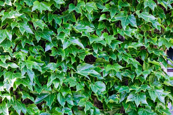 Zielone liście detal — Zdjęcie stockowe