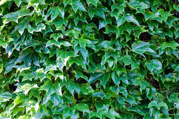 Hojas verdes en una pared — Foto de Stock