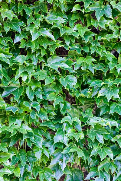 Foglie verdi su una parete — Foto Stock