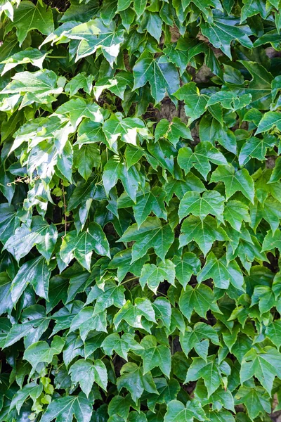 Zielone liście detal — Zdjęcie stockowe